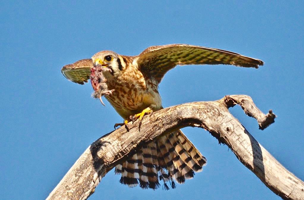 Lunch for the kids by corvidaceous is licensed under CC BY-NC-SA 2.0